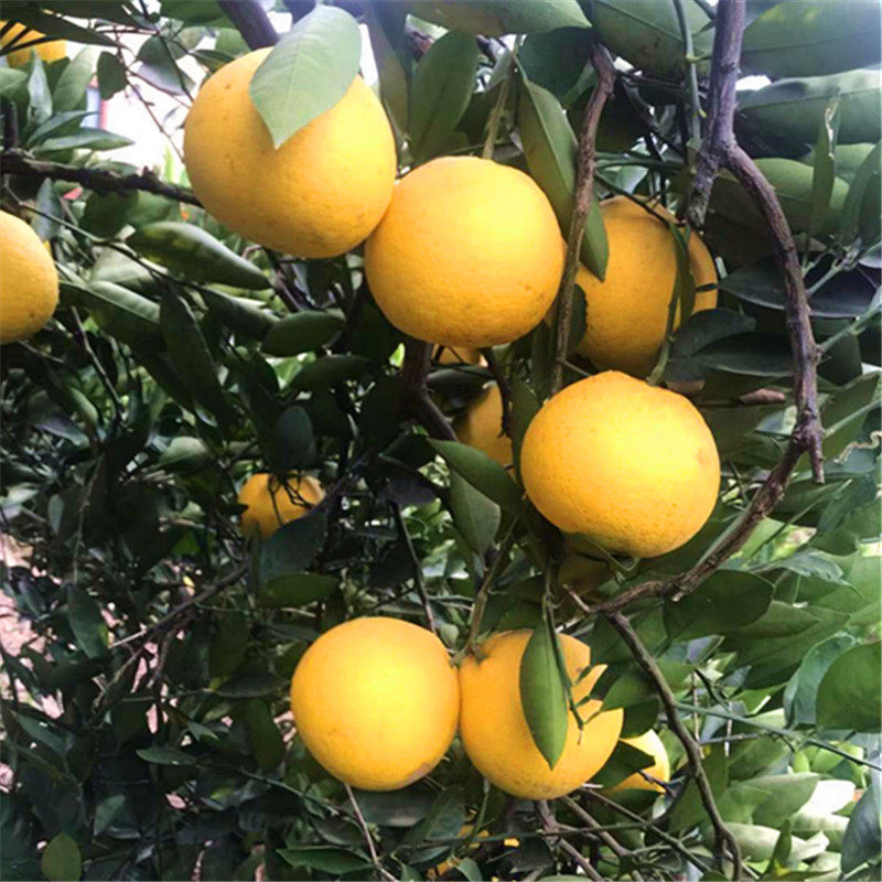 常山胡柚正宗当季新果9斤精品新鲜发货低糖微苦柚子水果包邮,淘宝优惠券,粉丝福利购,淘宝优惠卷