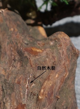 仿真绿植摆件茶室桌面实木工艺品