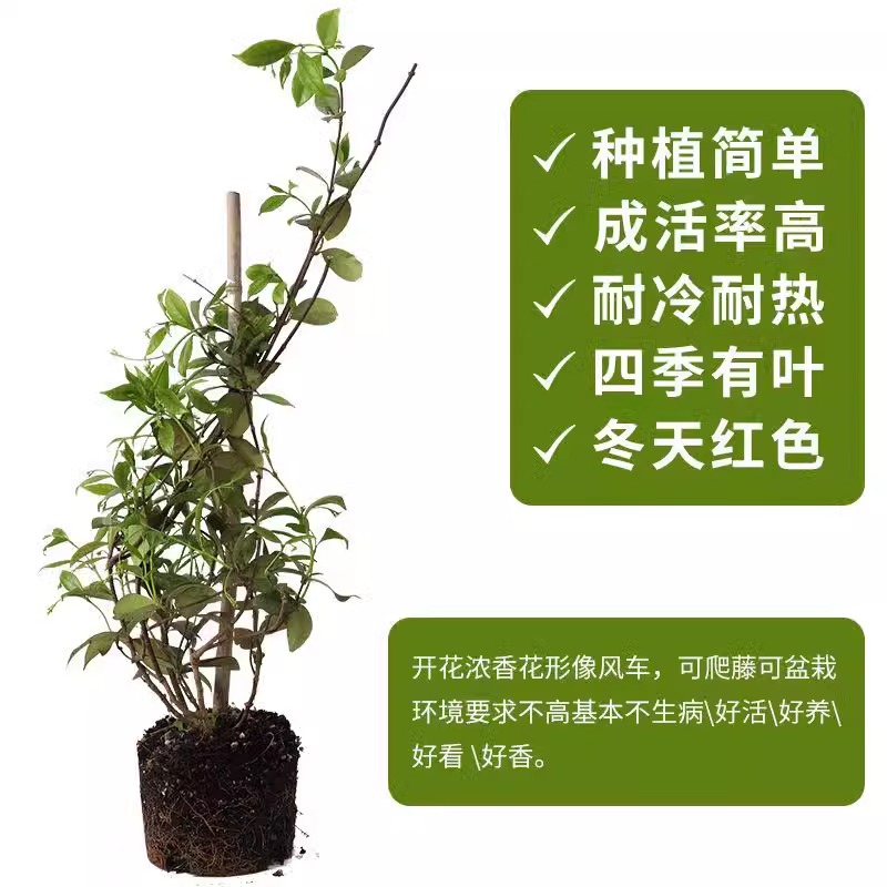 风车茉莉爬藤植物垂丝络石藤四季开花苗室内阳台花卉盆栽常青绿植-图1