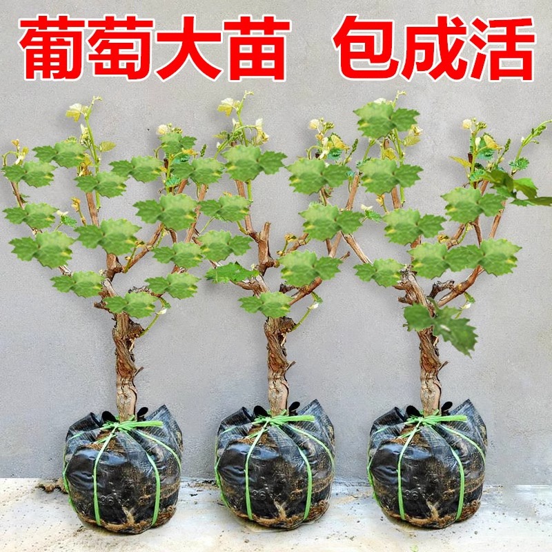 阳光玫瑰葡萄树苖无籽巨峰大葡萄苗爬藤北南方种植耐寒果树果苗-图0