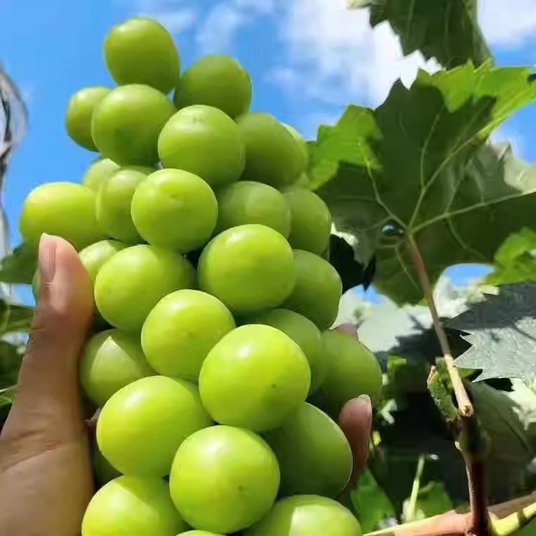 阳光玫瑰葡萄树苖无籽巨峰大葡萄苗爬藤北南方种植耐寒果树果苗-图1