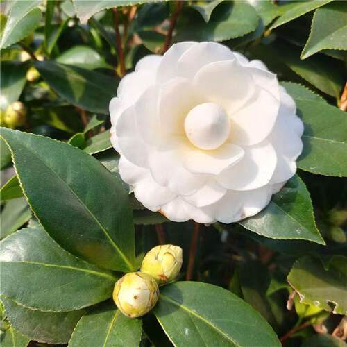 白玉丹茶花盆栽树苗花卉纯白色山茶带花苞年宵绿植名贵珍稀白茶花 - 图2
