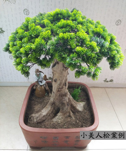 仿真松枝松针罗汉松假迎客松松叶叶子塑料松树美人松黑松造景树叶 - 图1