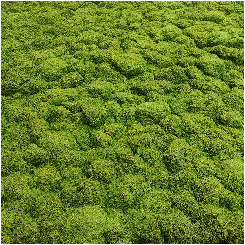 仿真永生苔藓大灰苔鹿角苔室内造景垫子软装草坪婚礼布置地毯装饰,淘宝优惠券,粉丝福利购,淘宝优惠卷