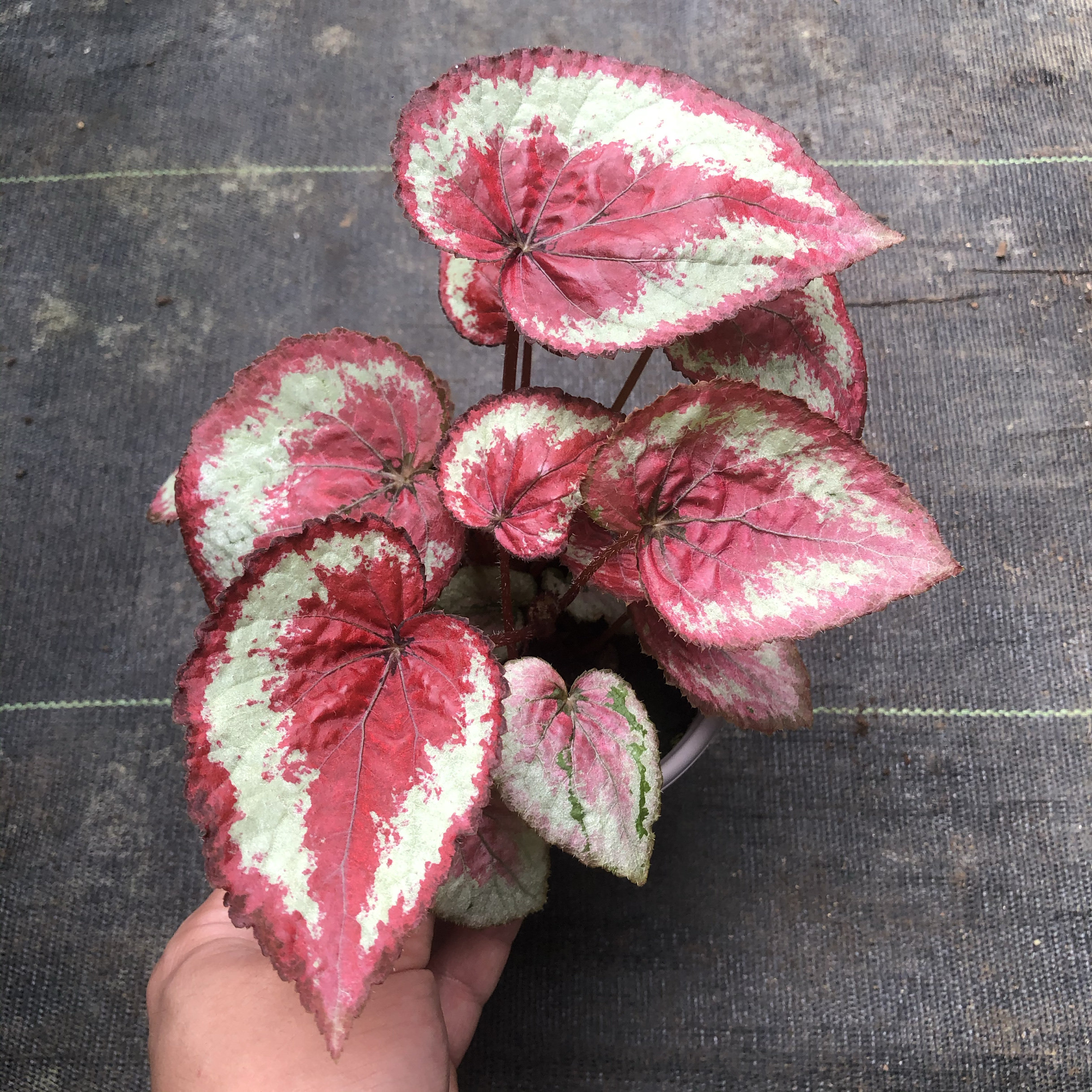 鳟鱼秋海棠白冰进口热带绿植盆栽室内桌面阳台观叶植物花卉包邮,淘宝优惠券,粉丝福利购,淘宝优惠卷