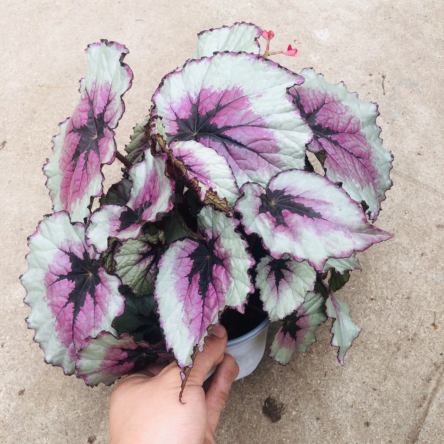 鳟鱼秋海棠白冰进口热带绿植盆栽室内桌面阳台观叶植物花卉包邮,淘宝优惠券,粉丝福利购,淘宝优惠卷