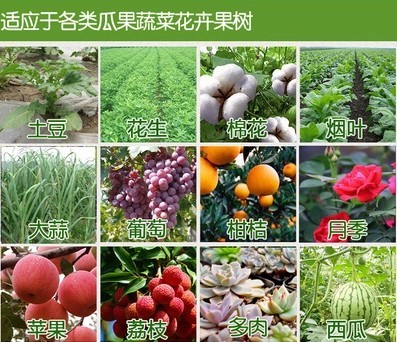 正品磷肥过磷酸钙家庭园艺瓜果蔬菜肥花肥生根壮根肥调节土壤包邮 - 图2