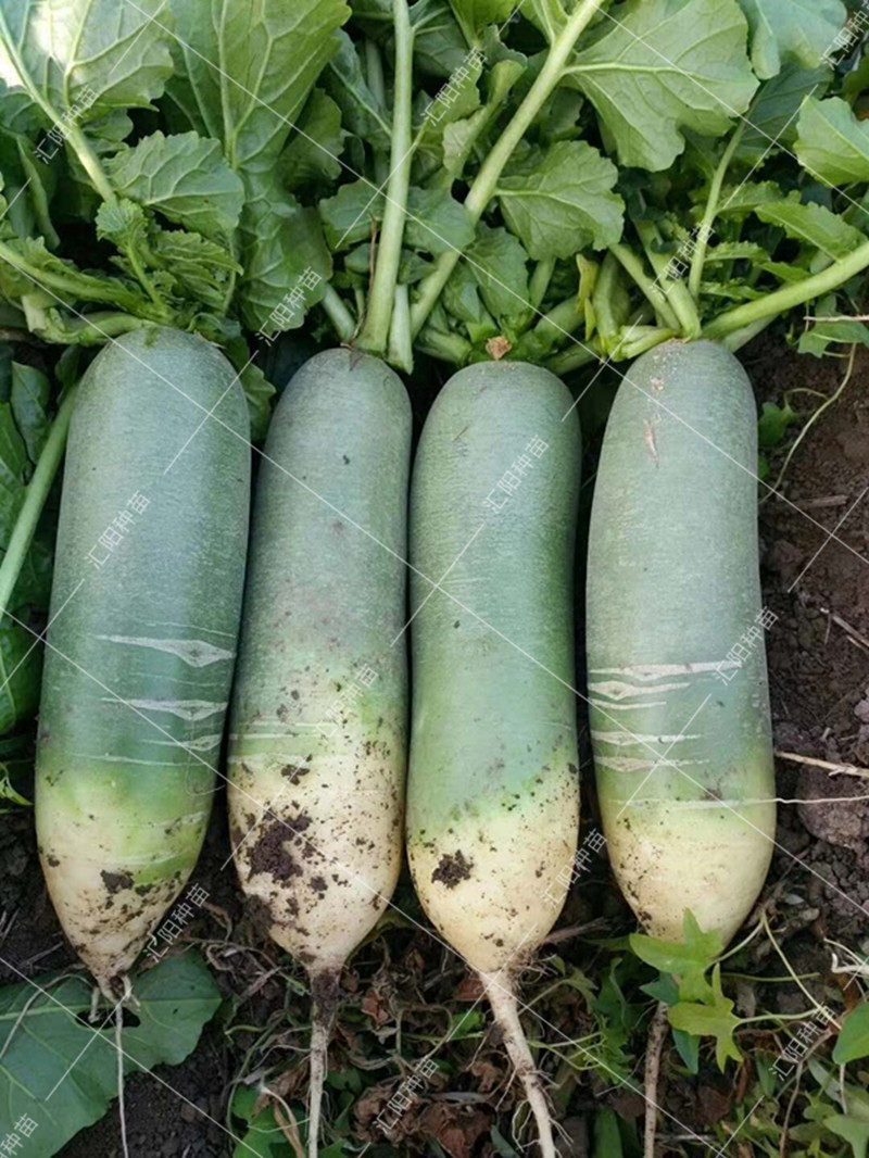 水果萝卜种籽秋季播脆甜水萝卜种孑鲜食蔬菜子瓤绿青皮生吃包邮_虎窝淘