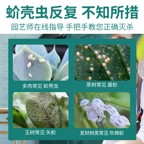 蚧壳虫专用杀虫剂花卉植物专用药蚧必治柿子树多肉小白虫药介壳虫 - 图0