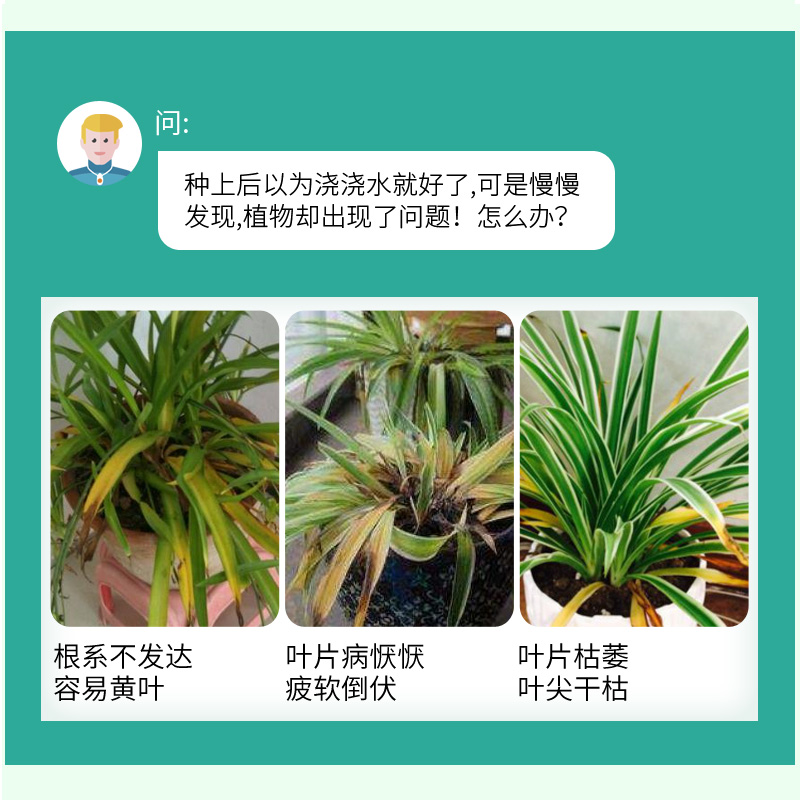 吊兰肥料绿植专用营养液通用富贵竹绿萝专用肥水培植物浓缩液体肥 - 图0