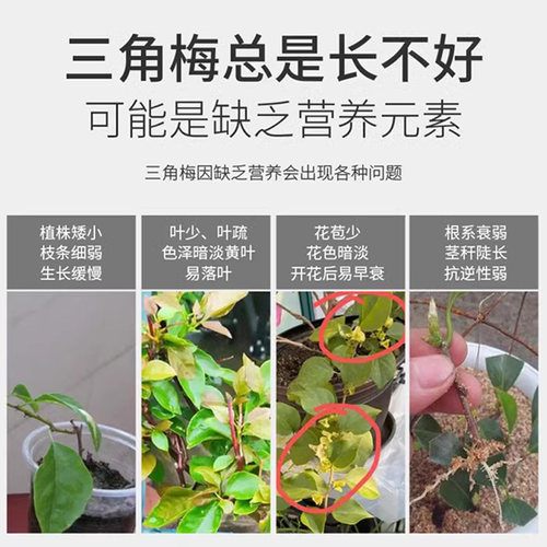 三角梅开花专用肥爆花促花施肥磷酸二氢钾肥料花卉专用颗粒缓释肥 - 图0