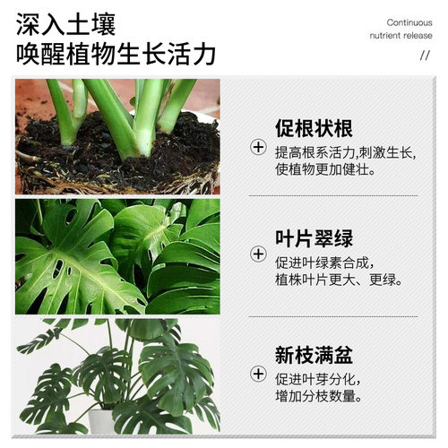 龟背竹专用肥肥料竹科植物营养液室内盆栽通用型浓缩液体肥花肥料 - 图3