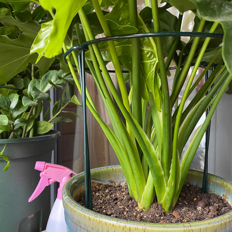 铁艺花支撑架金钱树绣球花卉爬藤植物半圆护叶固定架防倒伏护花架,淘宝优惠券,粉丝福利购,淘宝优惠卷