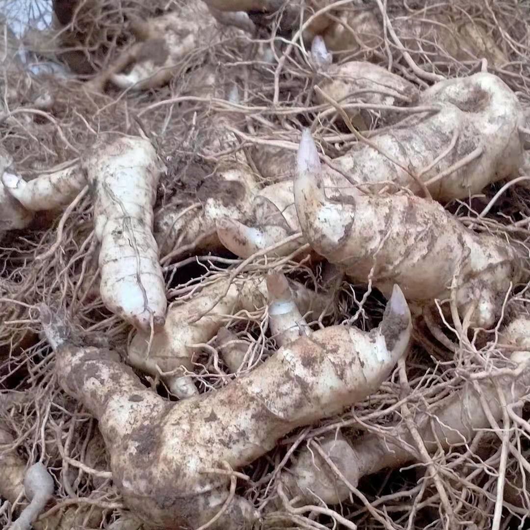 黄精种苗新鲜鸡头黄精药材种植老虎姜芽现挖现发成活率高500g包邮 - 图0