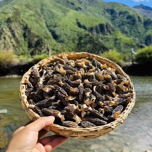 西藏野生羊肚菌林芝波密高海拔西藏直发新采头茬羊肚菌干货500g - 图1
