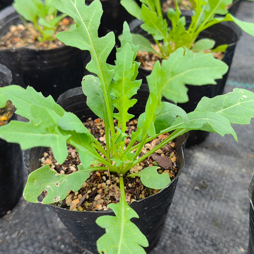 小叶芝麻菜苗 美国火箭菜 芝麻香菜 意大利芝麻菜青菜 香草小盆栽 - 图2