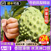 Sakya Fruit Fresh Fresh Fruit 5 Catties Lychee Tropical Forest Pineapples Pineapples Milk Fruits Buddha Fruits Buddha