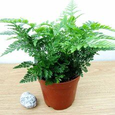 室内盆栽蕨类植物铁线蕨绿植盆栽 热品库 性价比省钱购 室内盆栽蕨类植物铁线蕨绿植盆栽 热品库 性价比省钱购