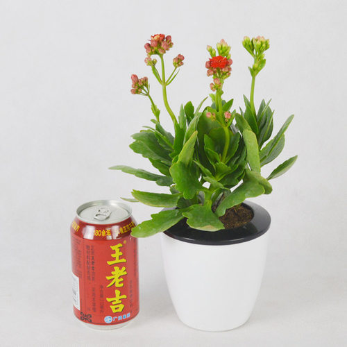 重瓣长寿花盆栽阳台花卉观花植物草本花卉多年生四季开花时令草本 - 图0