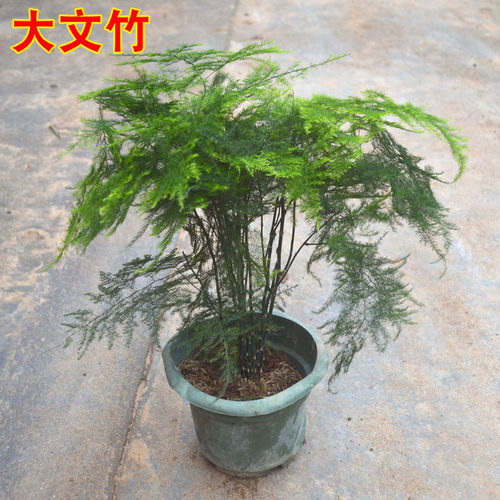 文竹盆栽桌面绿植盆栽花卉阳台好养盆景造型爬藤办公室植物微景观 - 图1