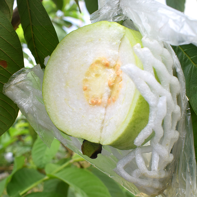 广西番石榴新鲜白心芭乐水果包邮5斤当季白芭乐果软糯香甜潘石榴-图0