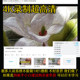 ການແນະນຳກ່ຽວກັບການປັກແສ່ວ Su embroidery DIY ສໍາລັບມືໃໝ່ດ້ວຍການສອນແບບ 1 ຫາ 1