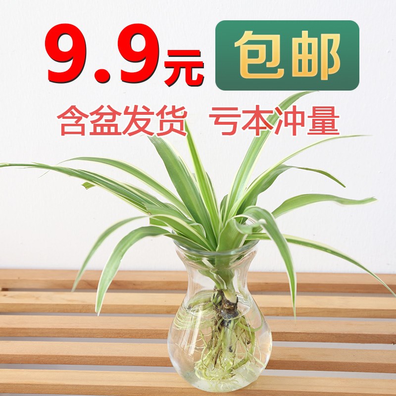 水培绿萝常春藤吊兰铜钱草虎皮兰创意玻璃瓶吸甲醛绿植净化空气 - 图3