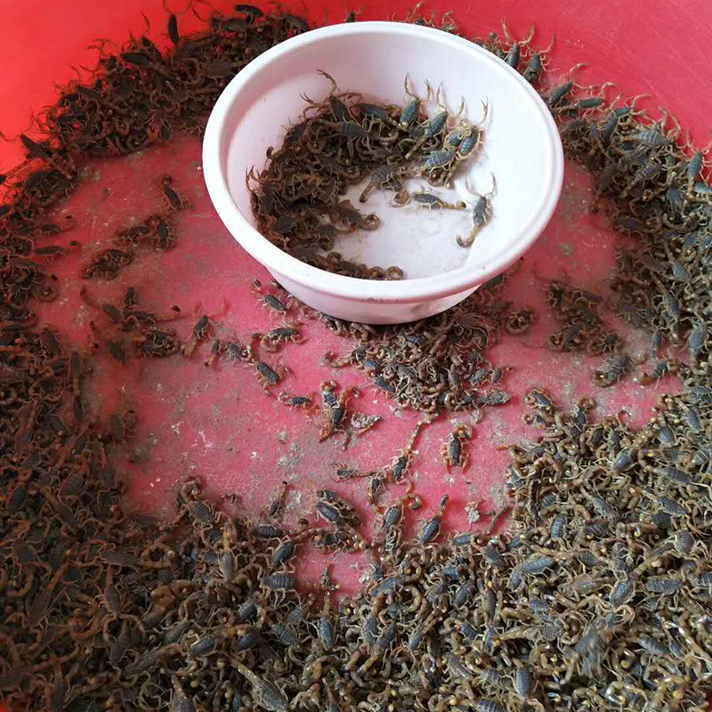 40元包邮活蝎子泡酒药蝎子活体食用毒蝎苗孕蝎子沂蒙十足全蝎种蝎-图1