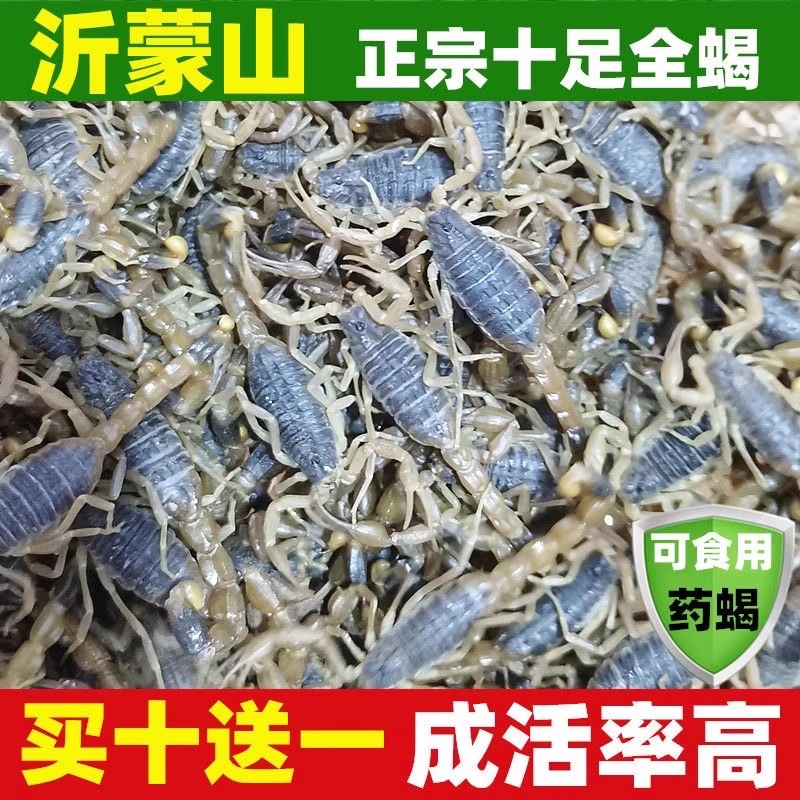 药用活蝎子特价沂蒙山蝎子活体泡酒入药食用十足全蝎东亚钳蝎活虫-图1