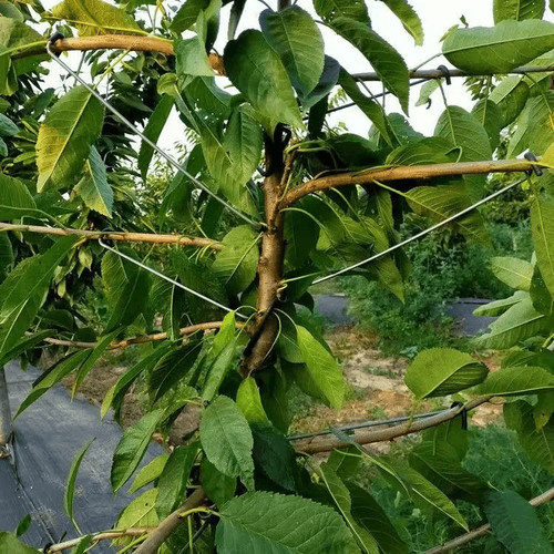 果树弯枝器别枝器开角器压枝定型器改进型拉枝器压枝神器柑橘苹果 - 图0
