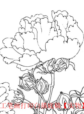 打印李迪白芙蓉初学者线描工笔画