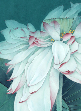 工笔画打印白描底稿李晓明《写生粉荷花》有步骤图自选初学者临摹