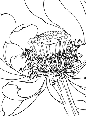 工笔画打印白描底稿竖幅荷花小鸟高清线稿初学者临摹过稿创作参考