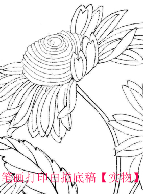 工笔画打印白描底稿宋朱绍宗菊从飞碟图临摹初学者线描过稿素材