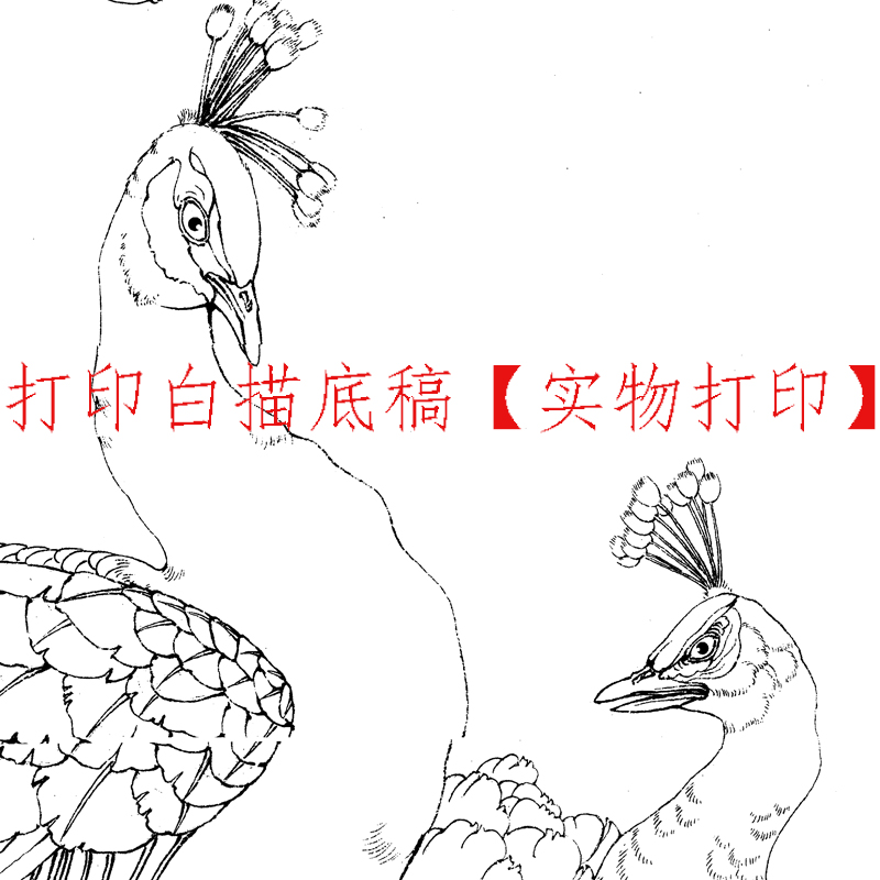 工笔画打印白描底稿李晓明横幅牡丹孔雀初学者临摹过稿练习上色 - 图1