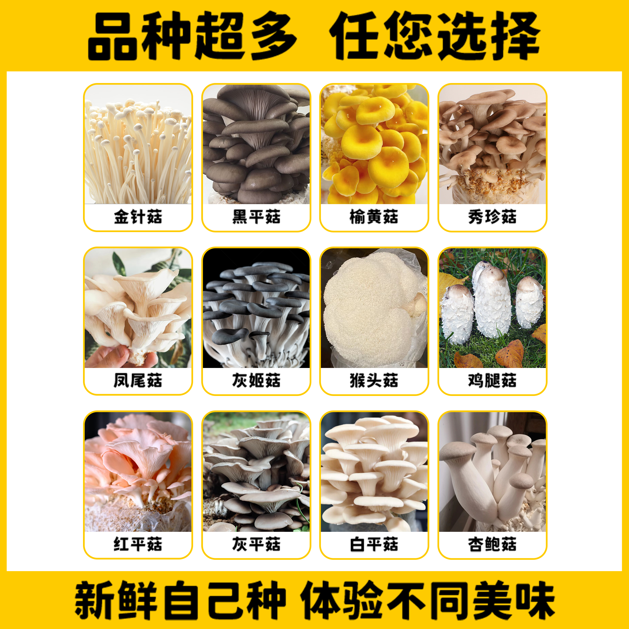 蘑菇种植包新鲜菌种菌菇黑平菇种植菌包食用菌菇棒家庭自种小盆栽,淘宝优惠券,粉丝福利购,淘宝优惠卷