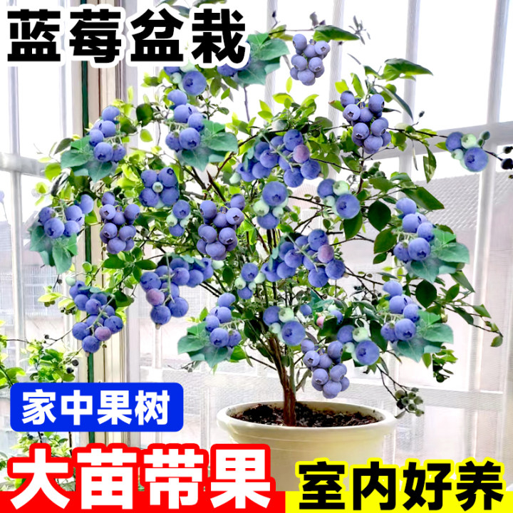 蓝莓树果苗蓝苺带果盆栽l25苗南方四季大果阳台室内种植果树果苗-图3