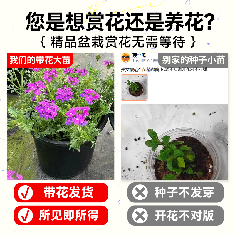 细叶美女樱盆栽大苗室内花卉阳台好养绿植多年生耐寒耐热四季开花 - 图0