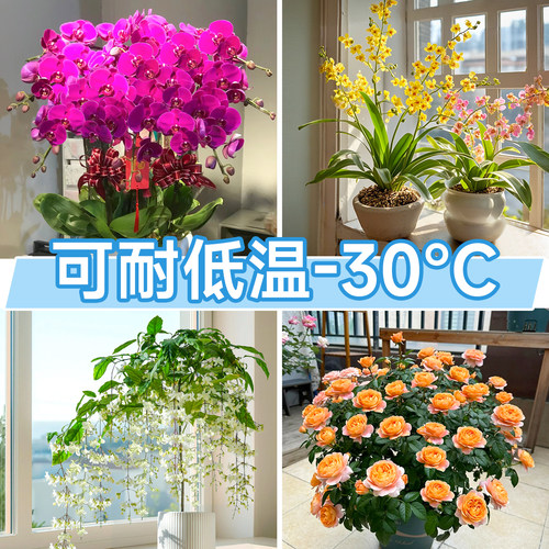 适合冬天养的花种的花冬天不怕冻的花室外四季绿植开花卉耐寒耐冻 - 图2