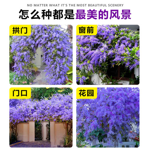 大叶蓝花藤苗泰国小叶兰花藤许愿藤花卉阳台庭院四季开花爬藤植物 - 图3