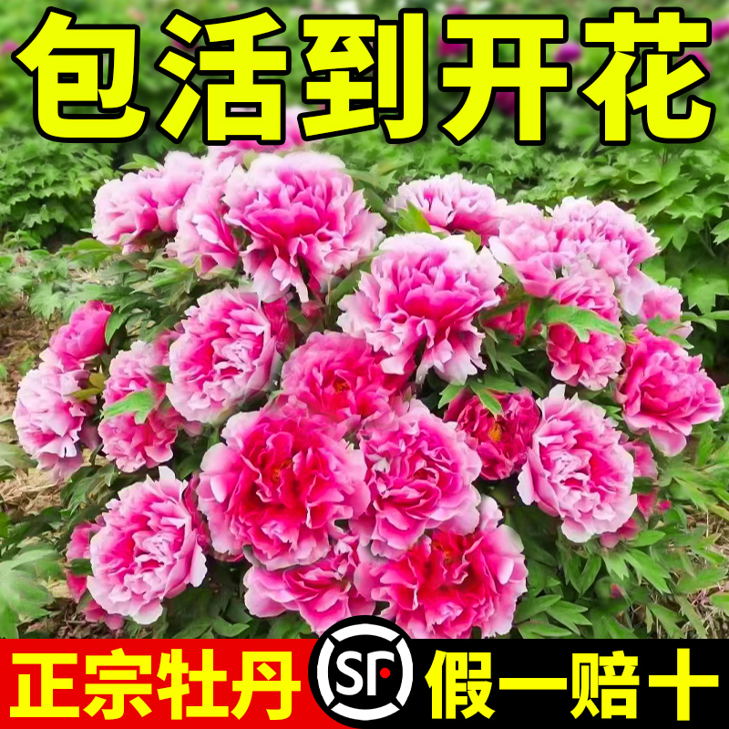 牡丹花苗正宗山东菏泽洛阳芍药牧丹大苗室外盆栽重瓣观赏树苗花卉-图2