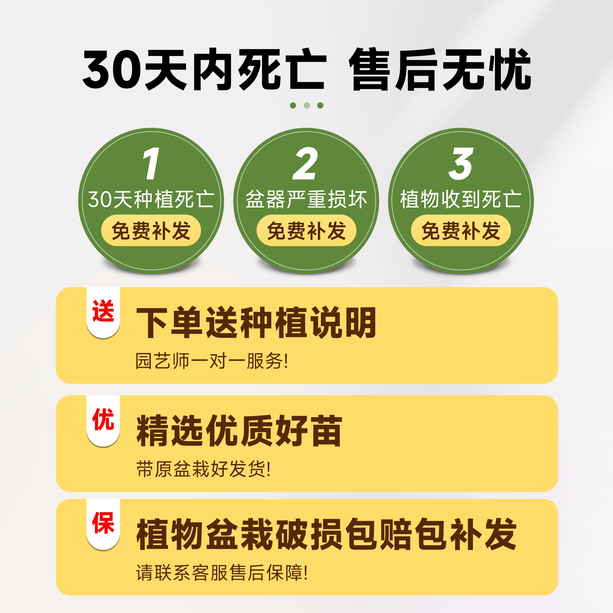 天堂鸟盆栽室内客厅大型绿植办公室大叶植物花卉鹤望兰去甲醛新房 - 图2