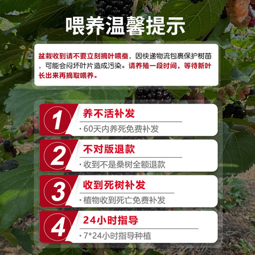 桑树活苗桑叶树苗盆栽养蚕食用大叶桑葚室外庭院南北方四季种绿植 - 图3