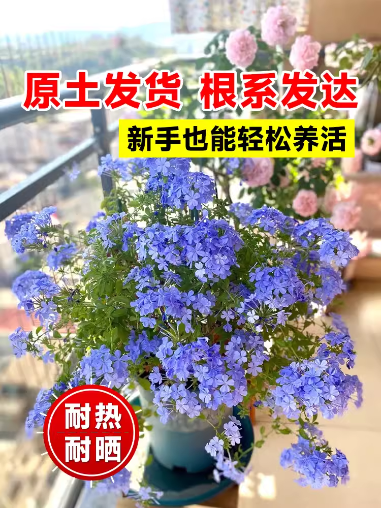 【临雅旗舰店直播专拍】蓝雪花盆栽中苗大苗带花四季开花好养花卉 - 图0