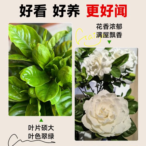 独杆棒棒糖栀子花盆栽带花苞四季大叶老桩栀枝树苗牡丹开花卉植物 - 图2
