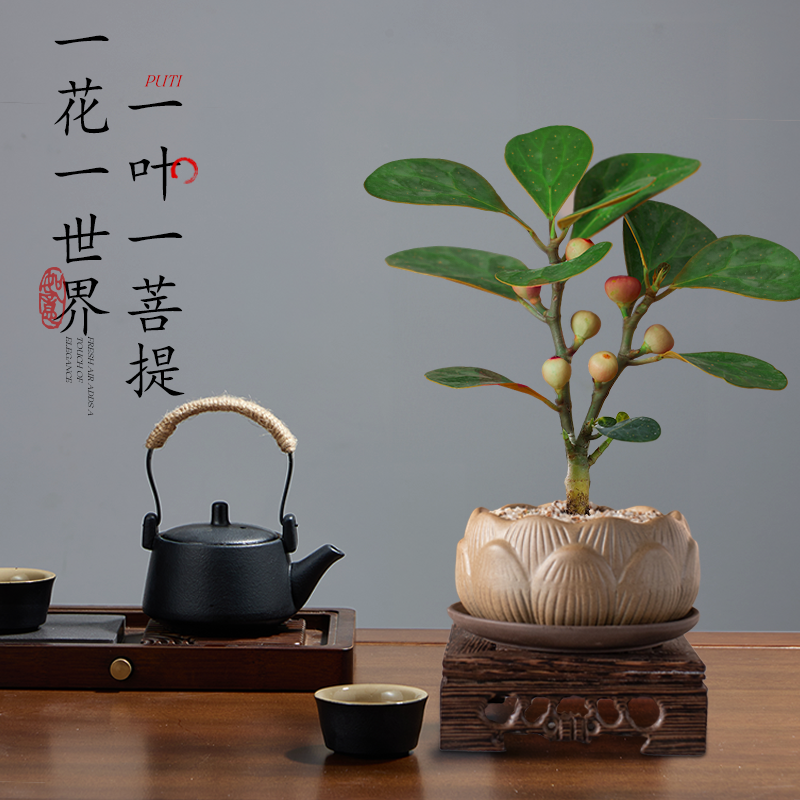 禅意小盼菩提树盆栽植物室内桌面四季客厅观叶办公室绿植好养盆景,淘宝优惠券,粉丝福利购,淘宝优惠卷
