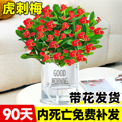 虎刺梅盆栽铁海棠绿植室内植物花卉适合客厅摆放不怕晒不怕冻的花 - 图0