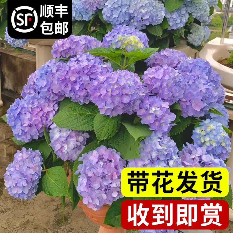 绣球花盆栽带花大苗无尽夏万华镜耐晒欧洲木本绣球鲜花老桩四季开-图1