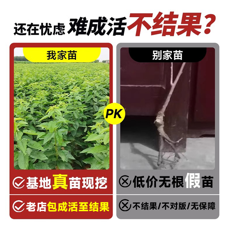 樱桃树大樱桃苗南北方中华小土樱桃苖车厘子红妃果苗盆栽种植庭院 - 图0