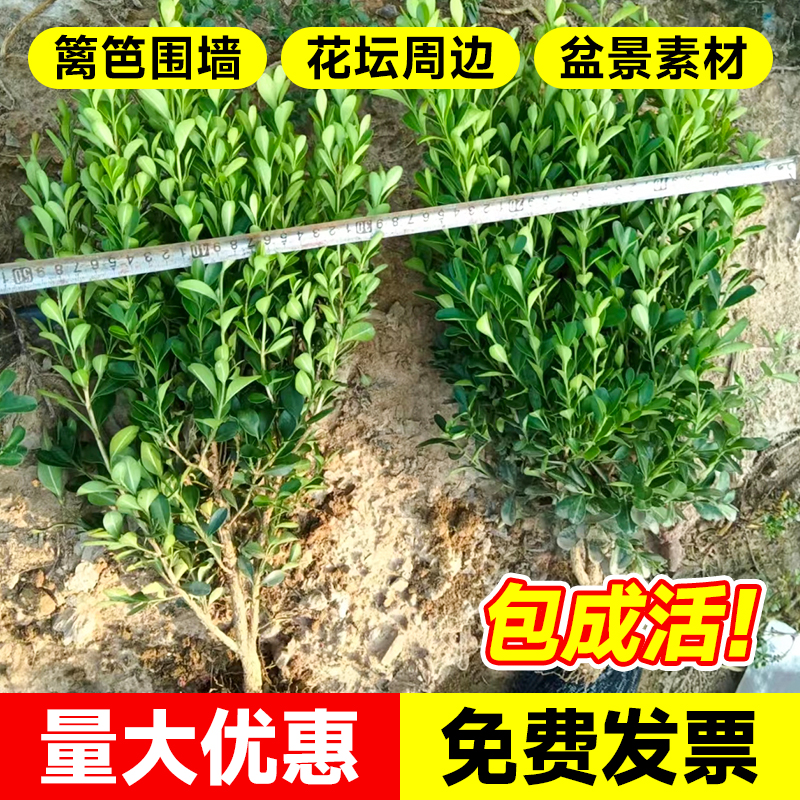 小叶黄杨树苗冬青瓜子庭院绿化树苗四季常青植物室外风景树苗大全-图0